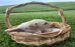 Labradoodle dogs for sale: Bingo - Image 1