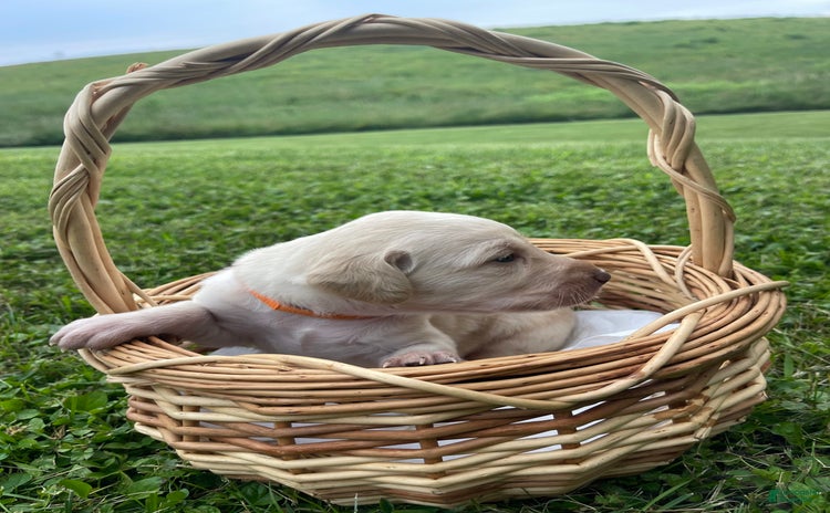 Labradoodle dogs for sale - Ad 4