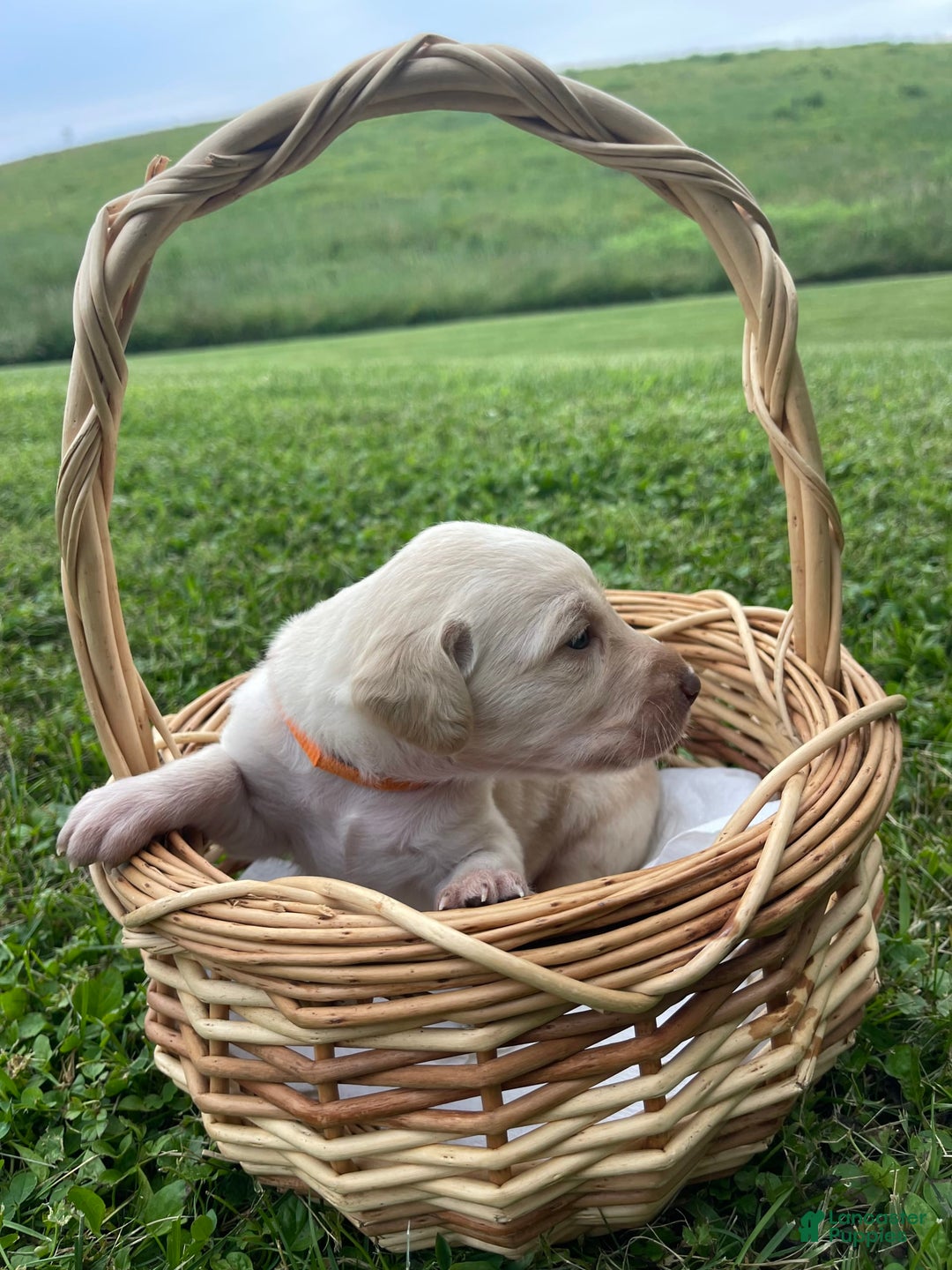 Labradoodle dogs for sale: Bingo - Image 1