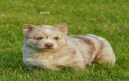 Gerberian Shepsky dogs for sale: Max - Image 13