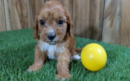 Cavapoo dogs for sale: Honeycomb Girl 10 - Image 3