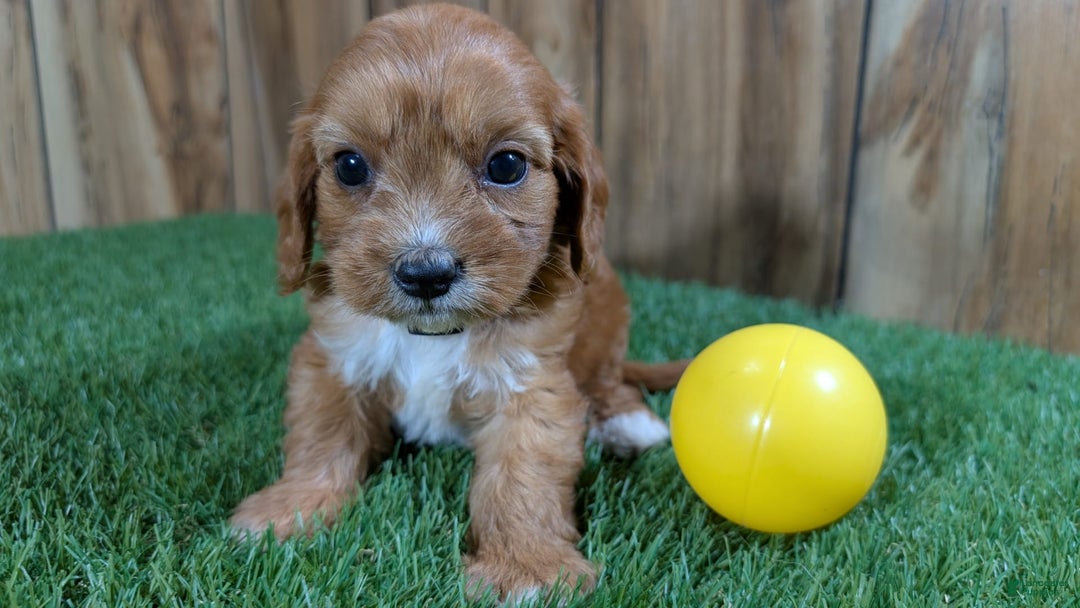 Cavapoo dogs for sale: Honeycomb Girl 10 - Image 3