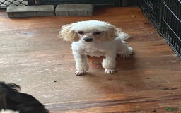 Maltipoo dogs for sale: Trixie - Image 1