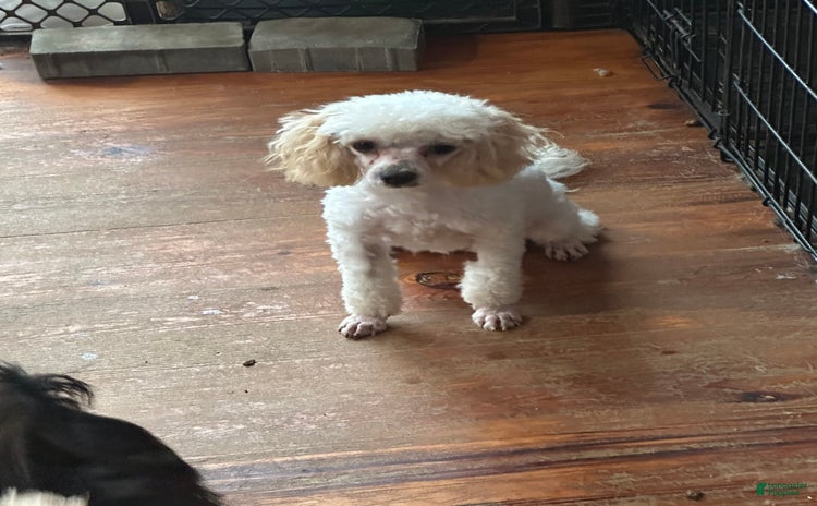 Maltipoo dogs - Advert 31