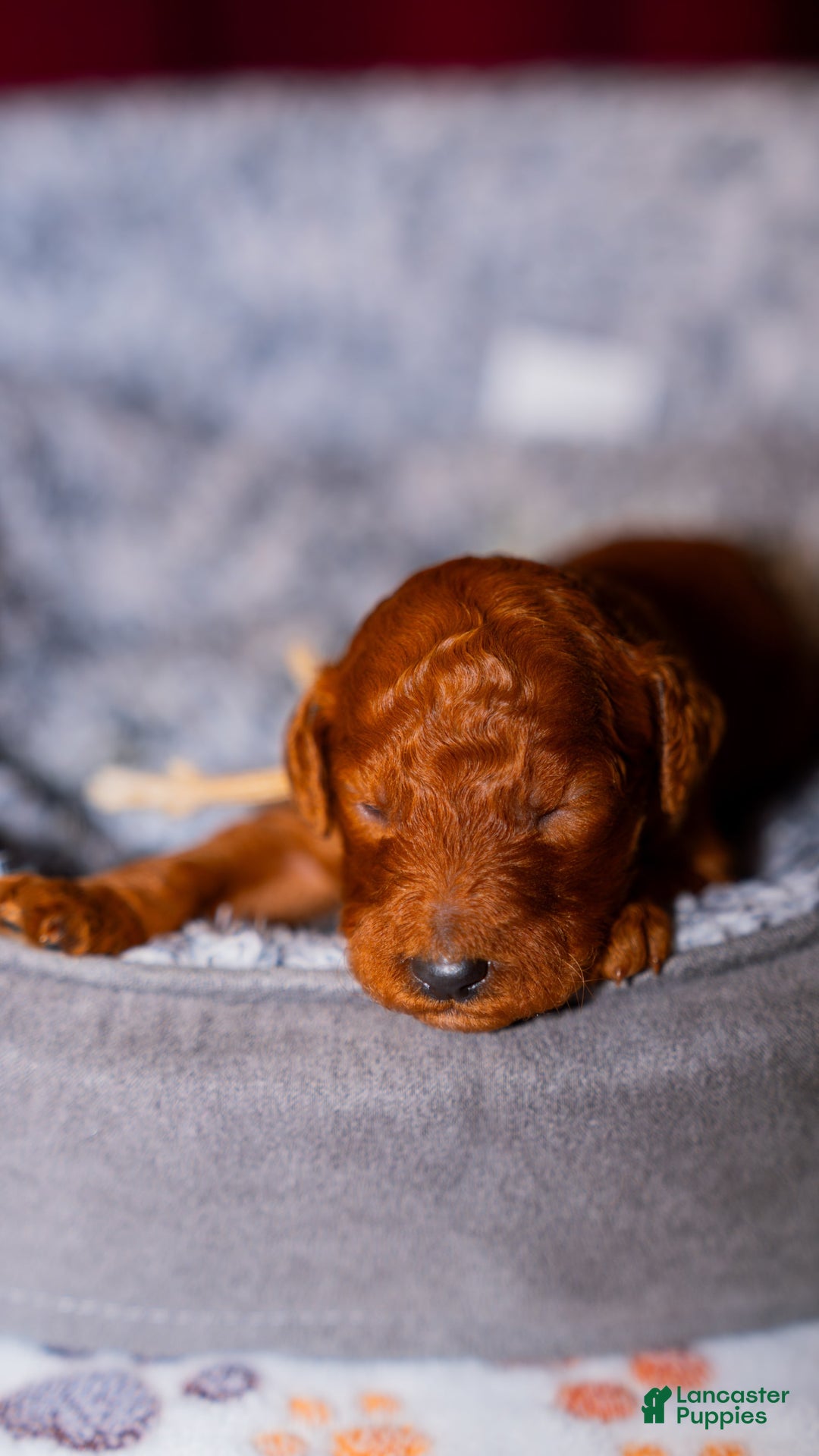 Standard Poodle dogs for sale: Georgette Purple Collar - Image 2