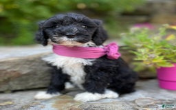 Portuguese Water Dog dogs for sale: Taylor - Image 11