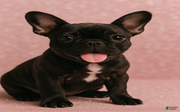 French Bulldog dogs for sale: Yin - Image 2