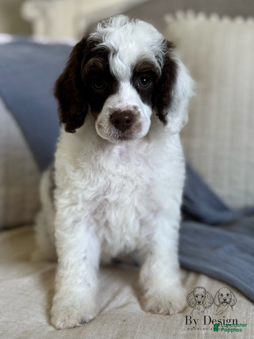 Standard Poodle dogs for sale: Arlo Chocolate Tri Parti - Image 6