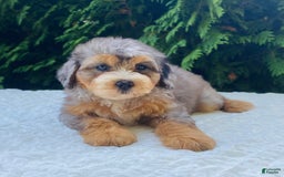 Bernedoodle dogs for sale: Annabel - Image 5
