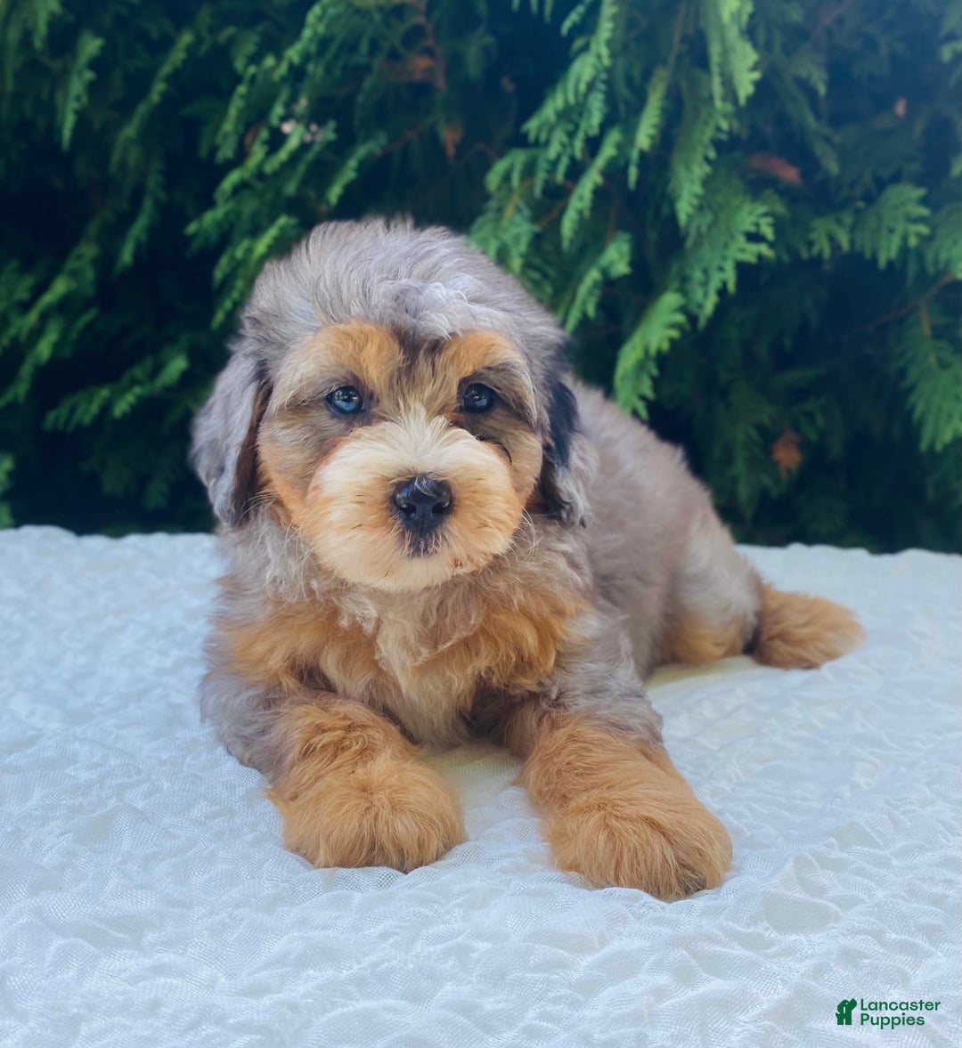 Bernedoodle dogs for sale: Annabel - Image 5