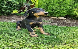 Doberman Pinscher dogs for sale: Desmond - Image 2