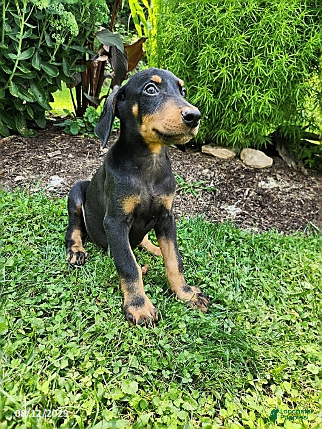Doberman Pinscher dogs for sale: Desmond - Image 2