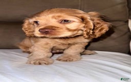 Cocker Spaniel dogs for sale: Cocker Spaniel - Image 1
