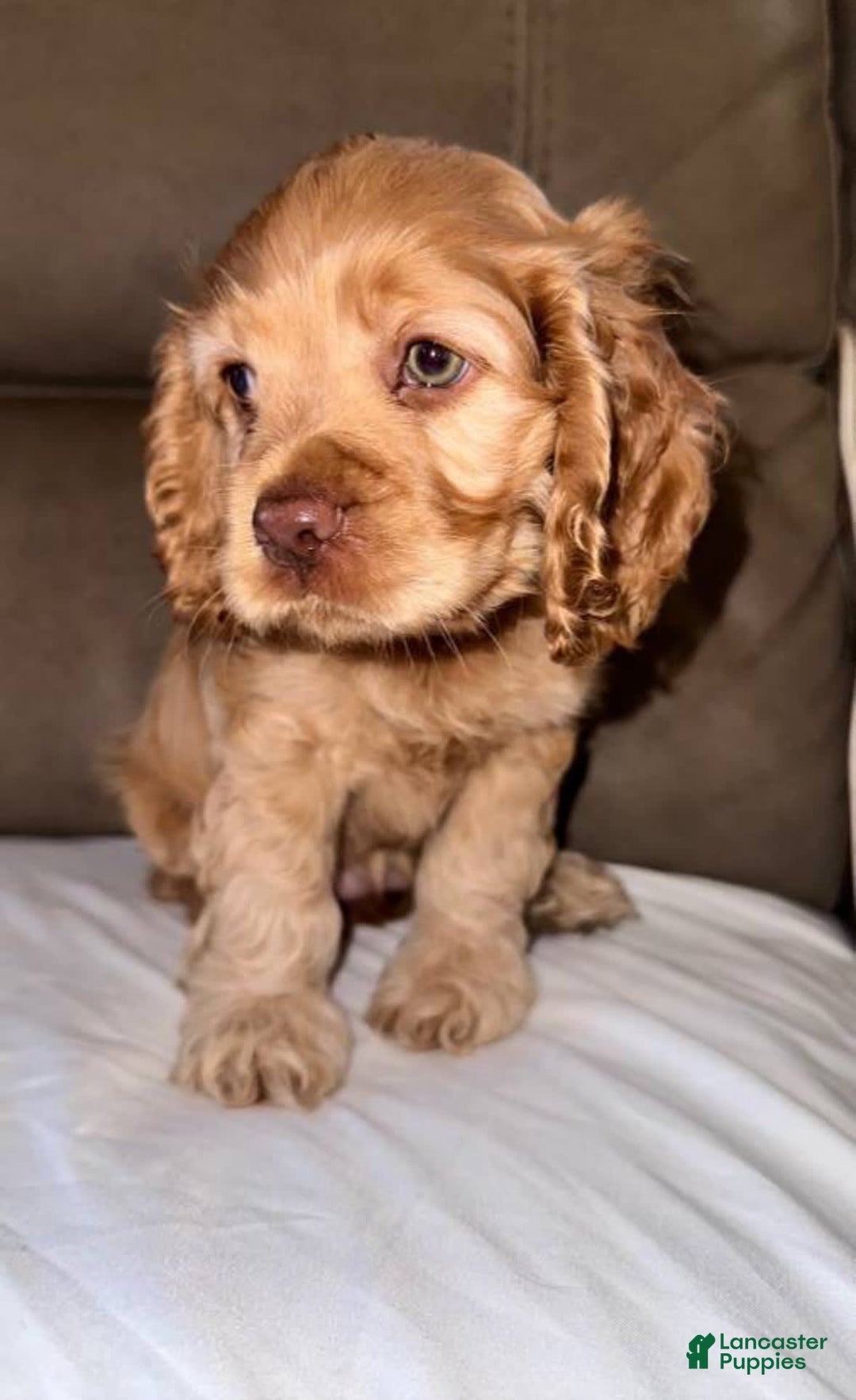 Cocker Spaniel dogs for sale: Cocker Spaniel - Image 1