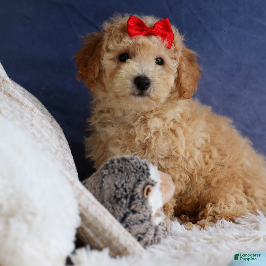 Bichpoo dogs for sale: Tyson - Image 6