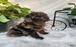 Miniature Poodle dogs for sale: Pippi - Image 8