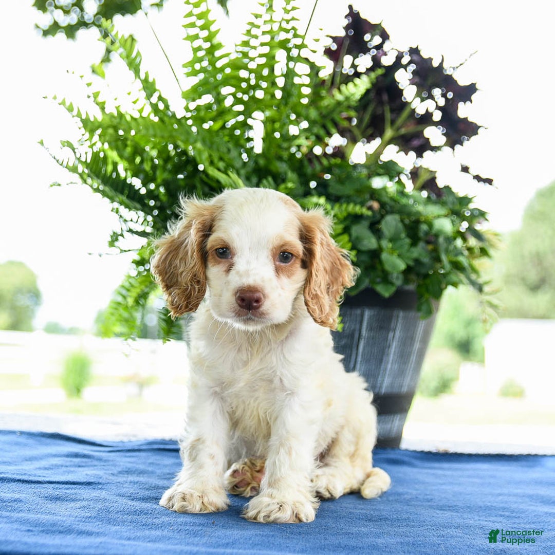 Cocker Spaniel dogs for sale: Buffy - Image 1