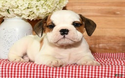 Beabull dogs for sale: Connor - Image 2