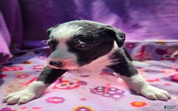Border Collie dogs for sale: Fang - Image 16
