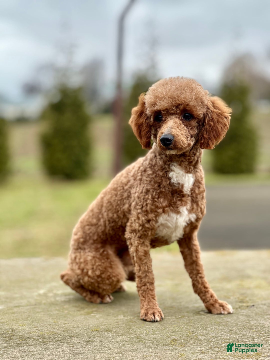 Cavapoo dogs for sale: Sadie - Image 8