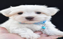 Maltese dogs for sale: Ashton - Image 4