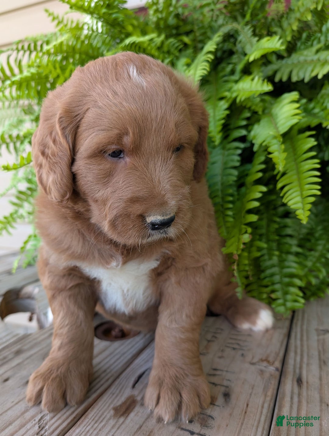 Goldendoodle dogs for sale: Ben - Image 22