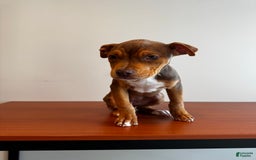 American Bully dogs for sale: Foxy - Image 4