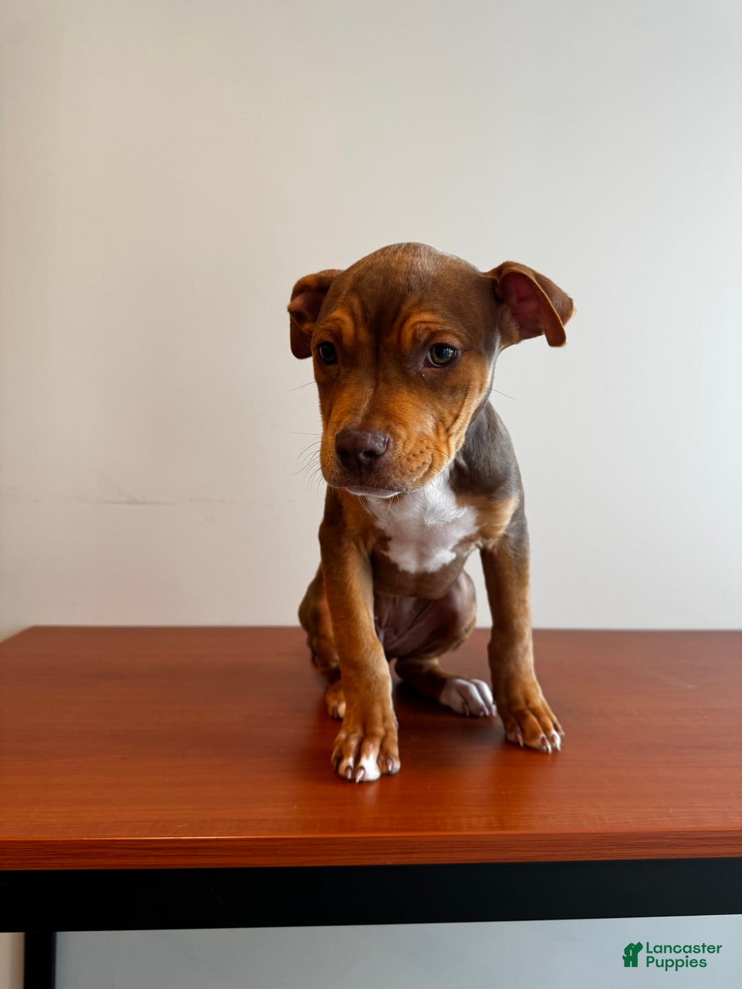American Bully dogs for sale: Foxy - Image 4