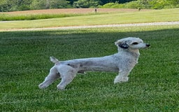 Mini Bernedoodle dogs for sale: River - Image 10