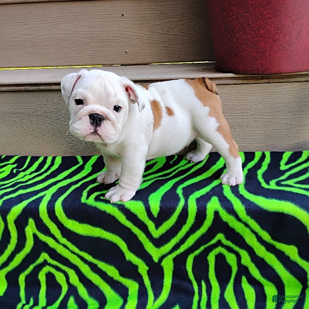 English Bulldog dogs for sale: Rock - Image 12