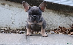 French Bulldog dogs for sale: Cosmo - Image 3