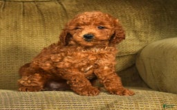 Mini Goldendoodle dogs for sale: Ranae - Image 4