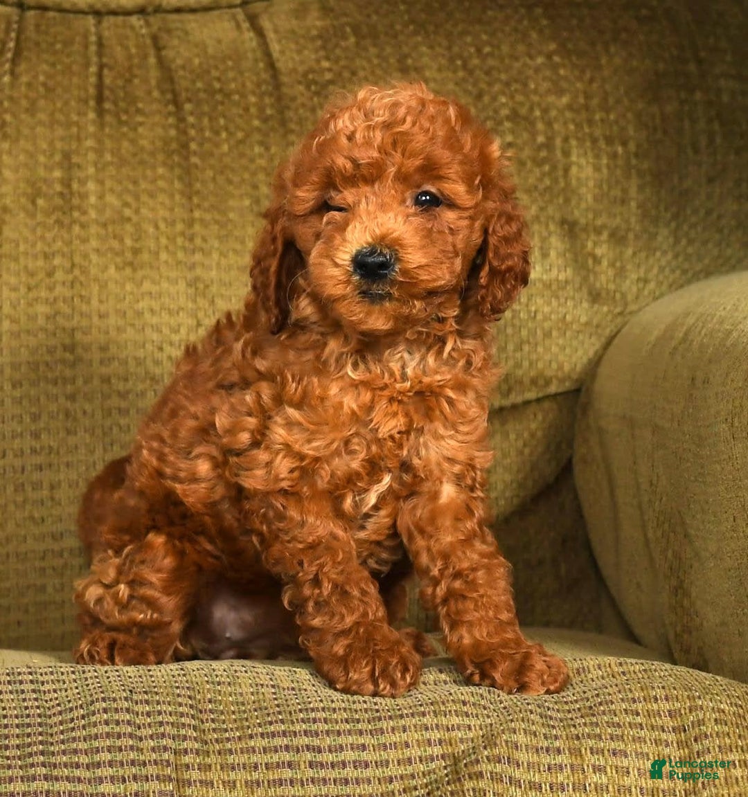 Mini Goldendoodle dogs for sale: Ranae - Image 4