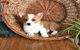 Welsh Corgi Pembroke dogs for sale: Joy - Image 2