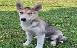 Gerberian Shepsky dogs for sale: Rolex - Image 1