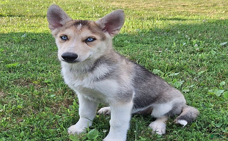 Gerberian Shepsky dogs for sale - Ad 4