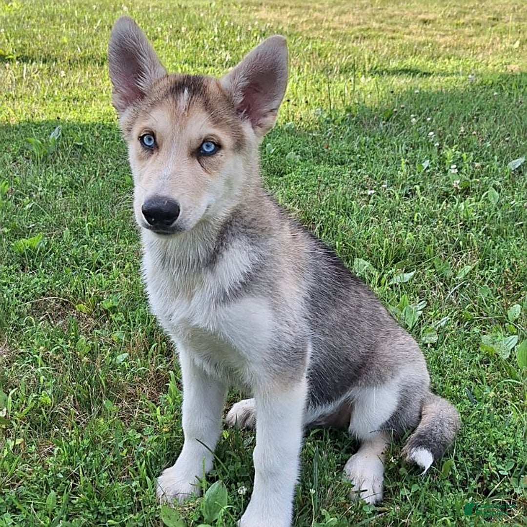 Gerberian Shepsky dogs for sale: Rolex - Image 1