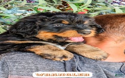 Bernedoodle dogs for sale: Wrangler - Image 19