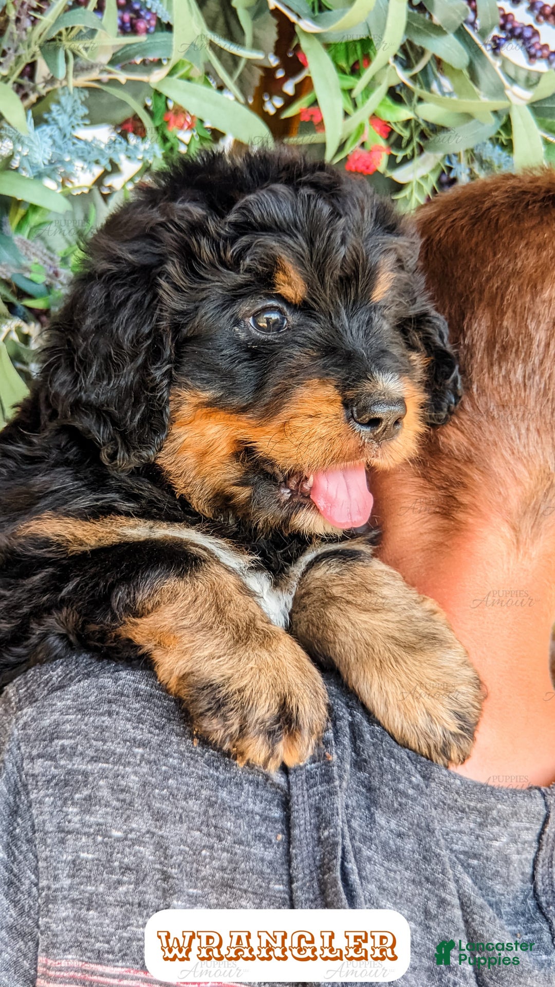 Bernedoodle dogs for sale: Wrangler - Image 19