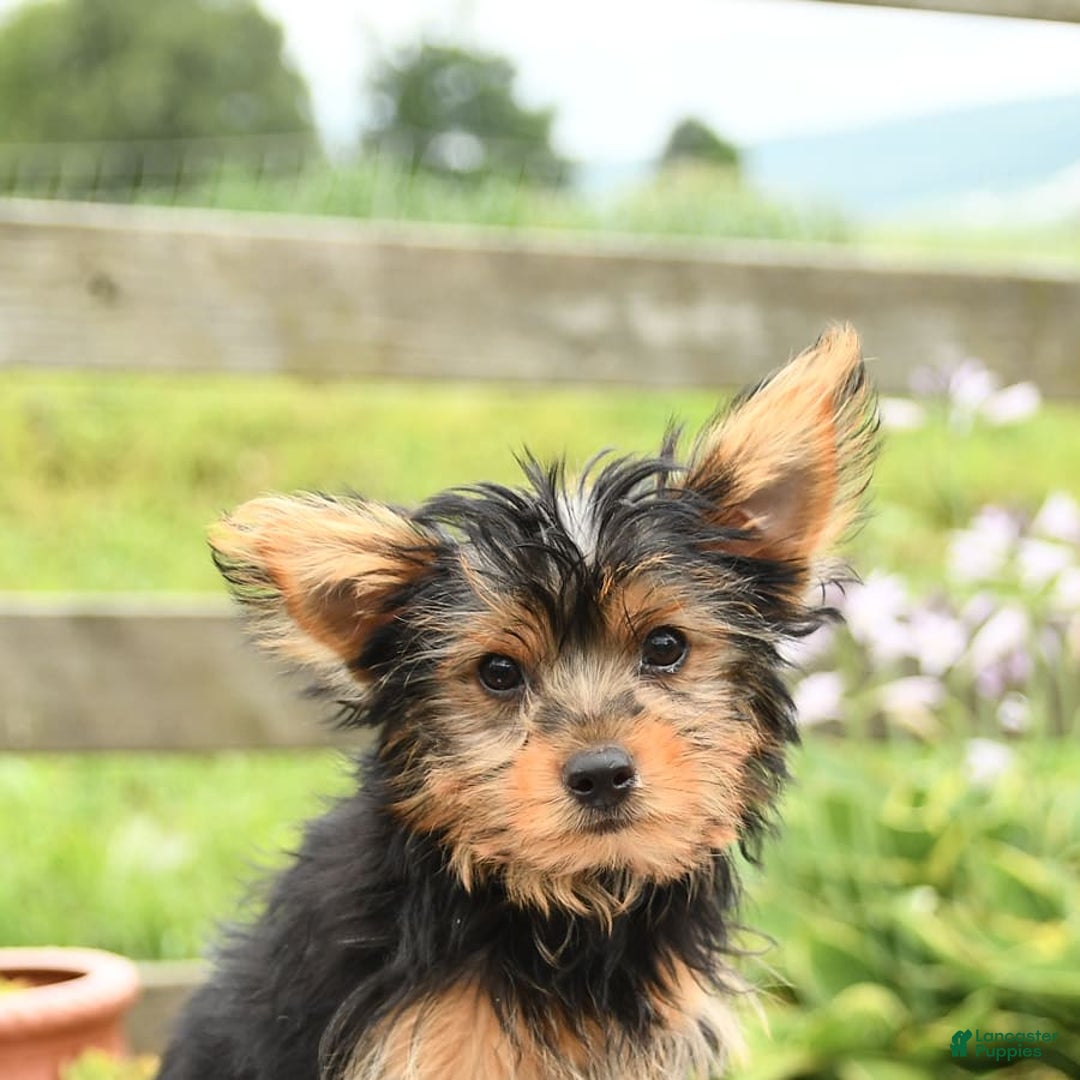 Yorkshire Terrier dogs for sale: Cash - Image 8
