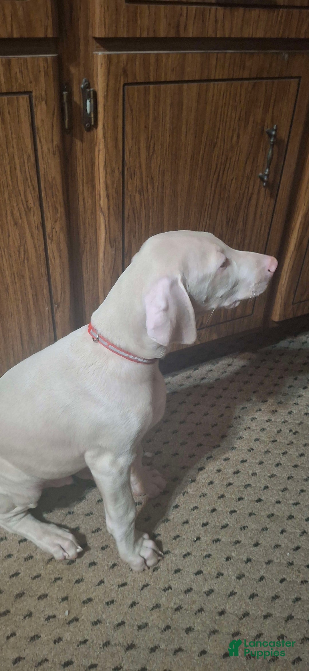 Doberman Pinscher dogs for sale: Hurk - Image 3