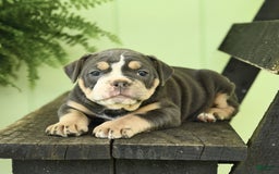 Olde English Bulldogge dogs for sale: Cassie - Image 6
