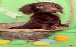 Miniature Dachshund dogs for sale: Ollie - Image 5