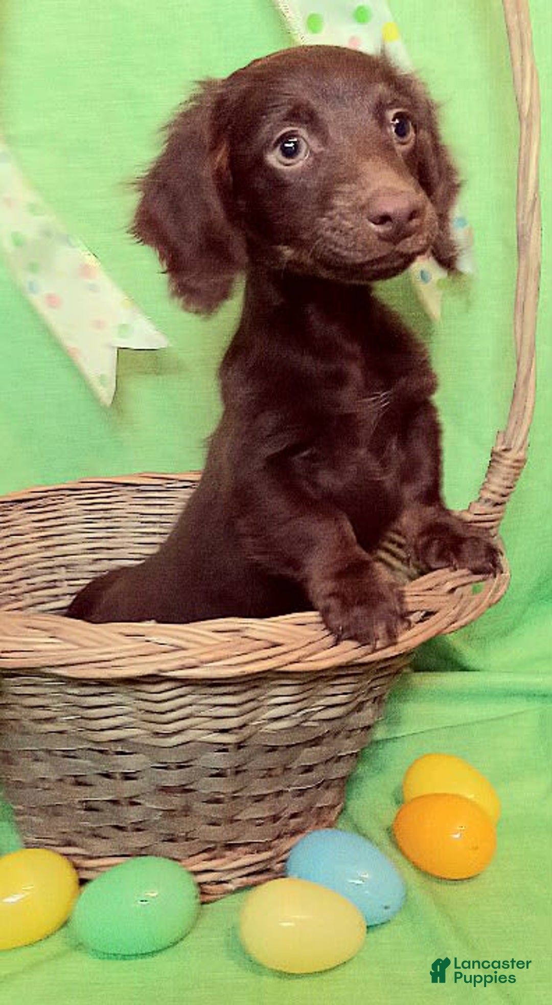 Miniature Dachshund dogs for sale: Ollie - Image 5