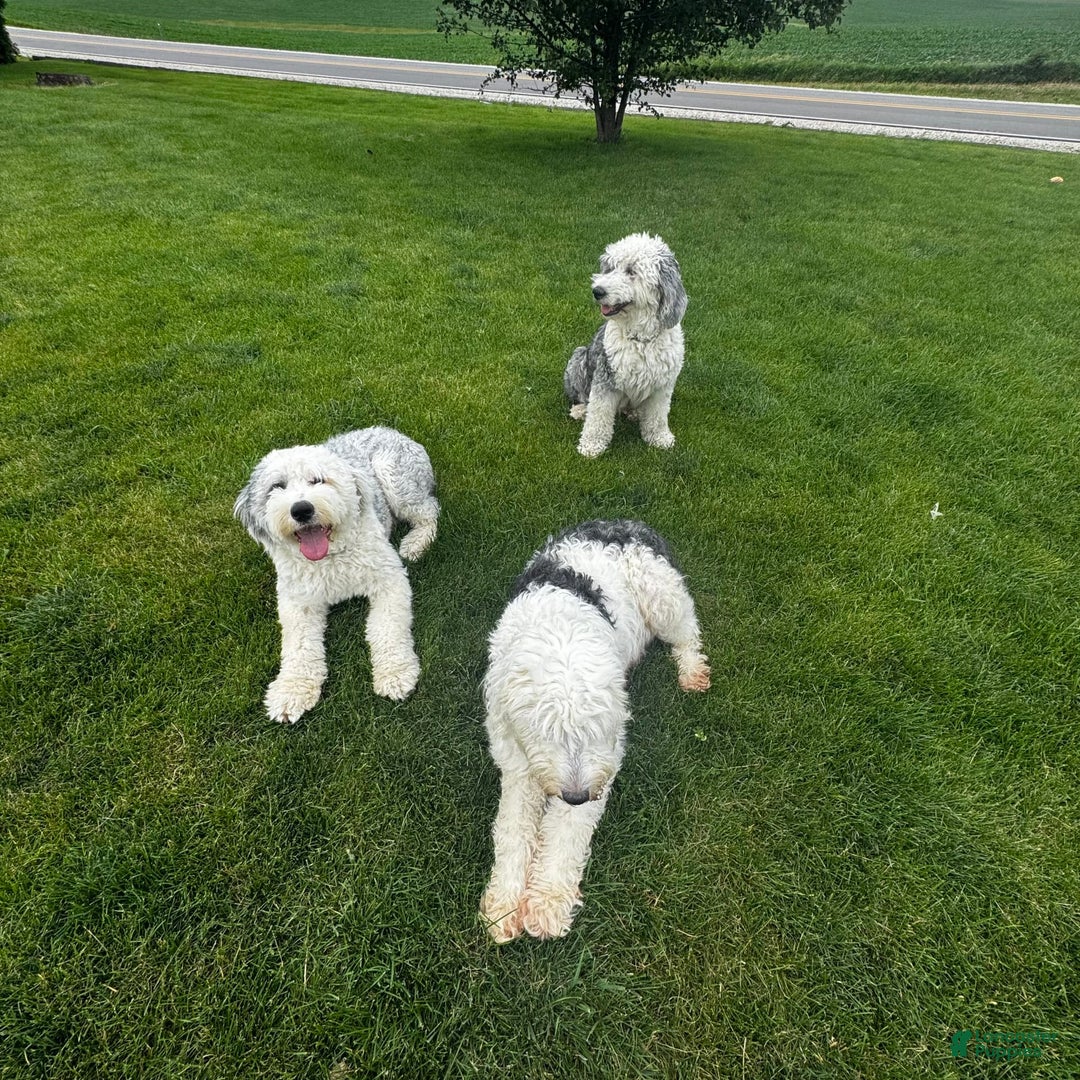 Old English Sheepdog dogs for sale: Indie - Image 3