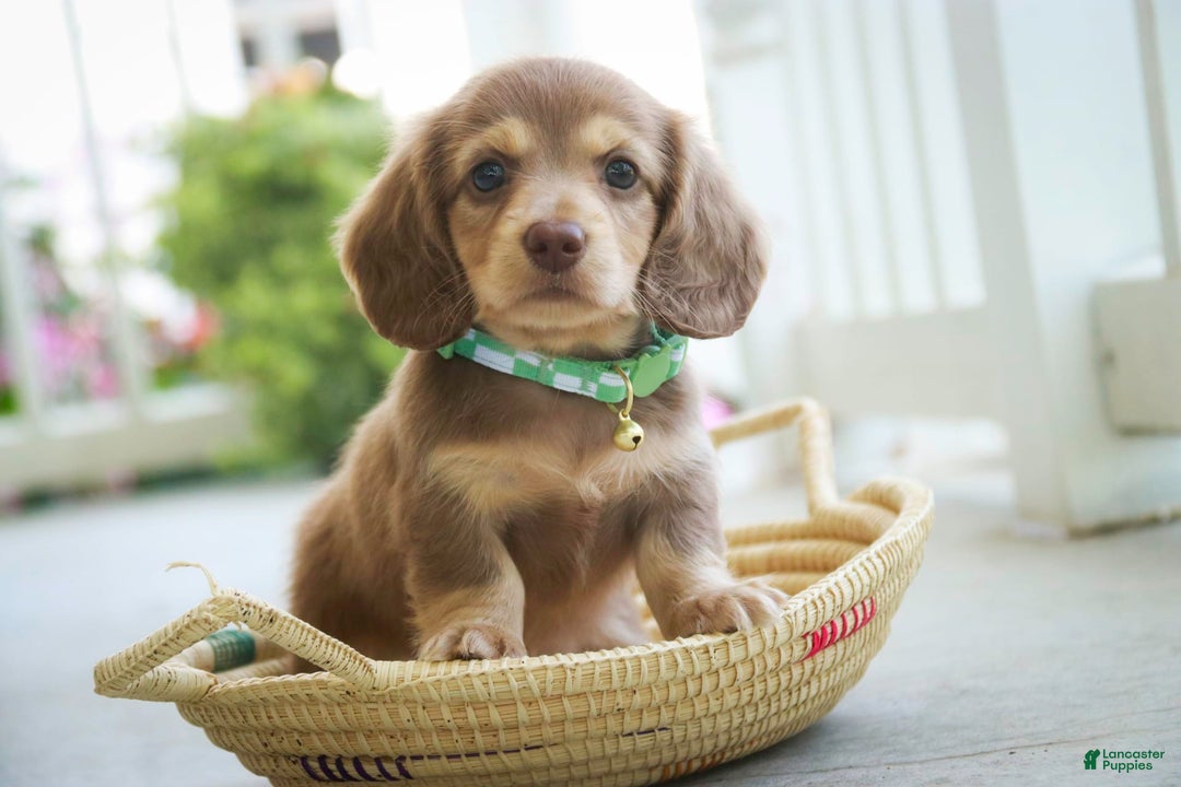 Miniature Dachshund dogs for sale: Forrest - Image 8