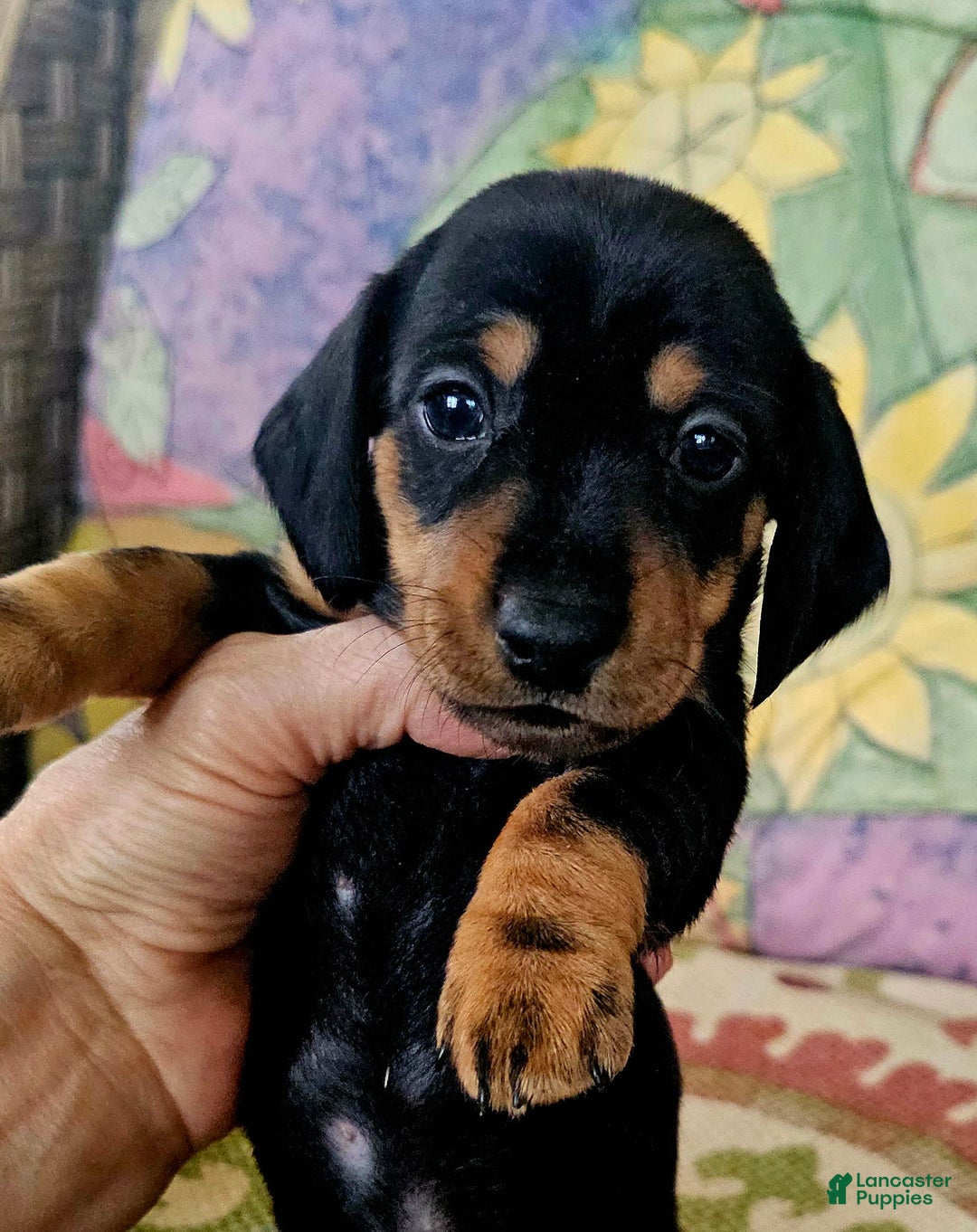 Dachshund dogs for sale: Lulu - Image 2