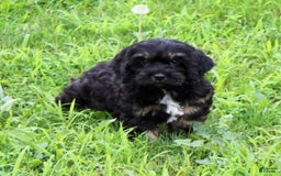 Cockapoo dogs for sale: Betty - Image 1
