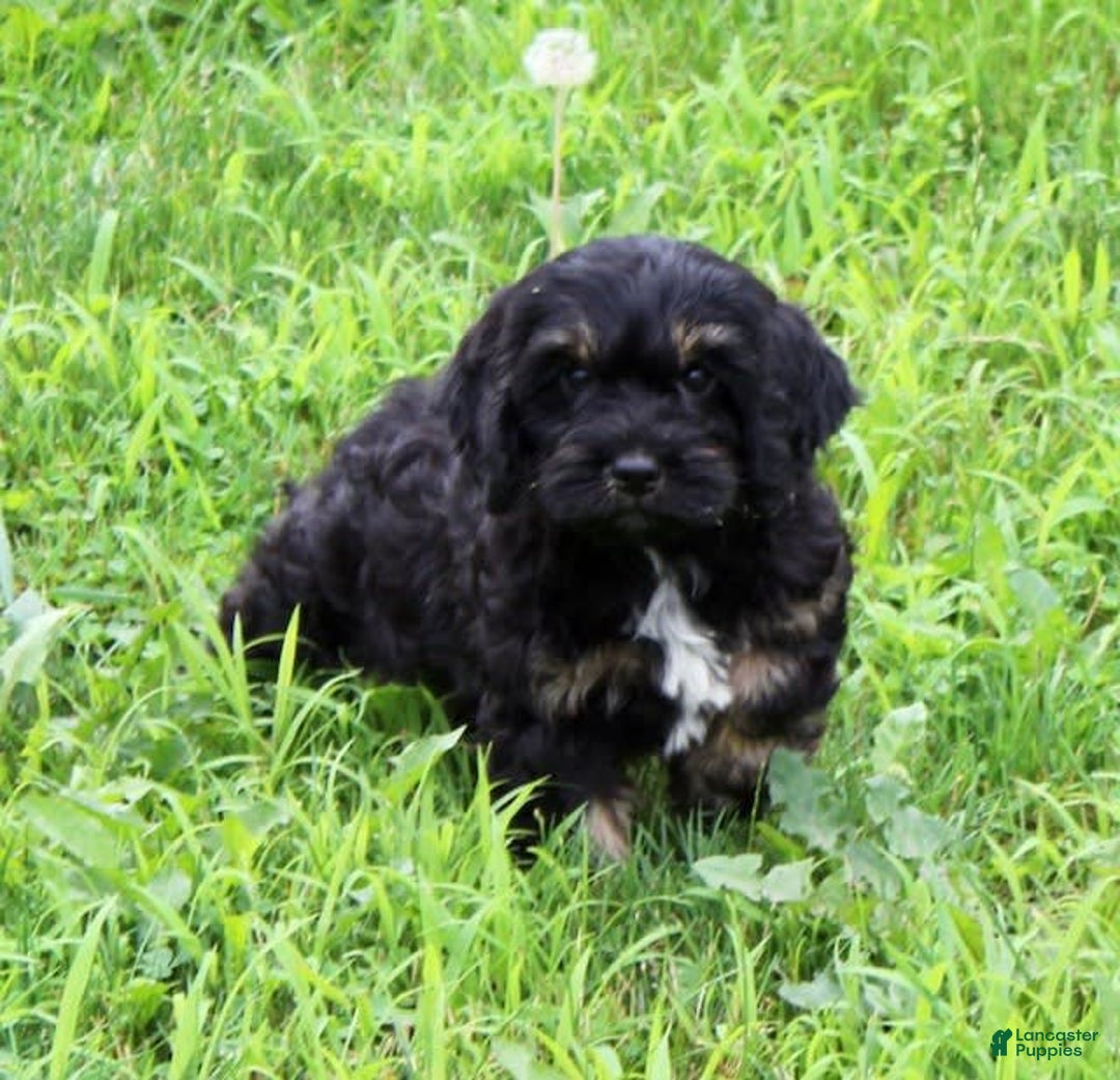 Cockapoo dogs for sale: Betty - Image 1