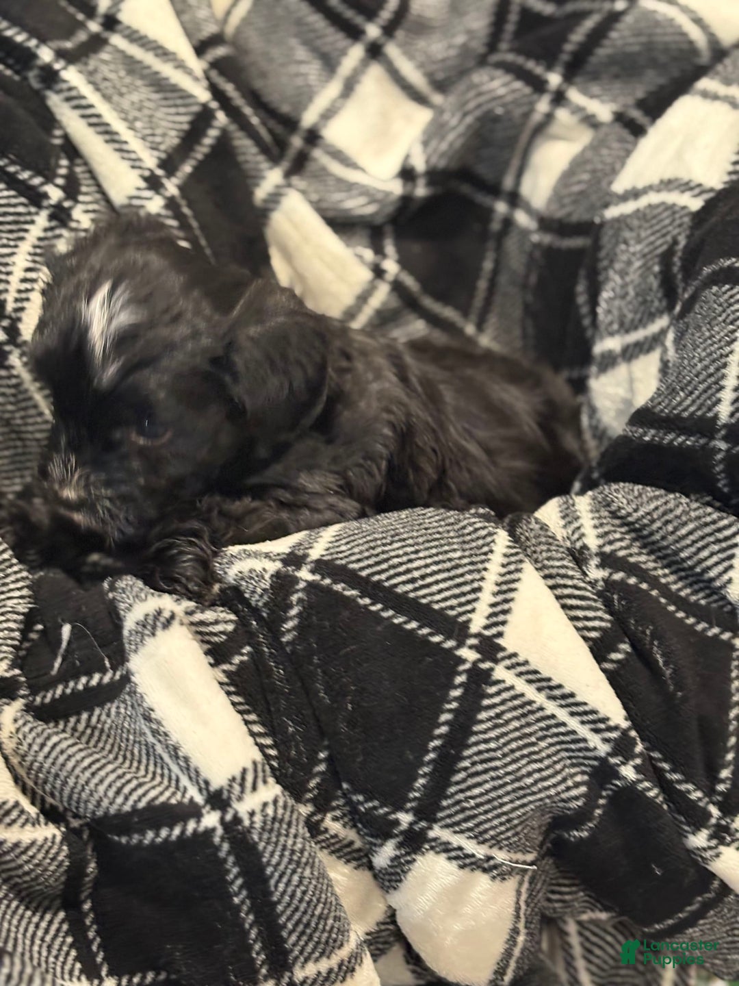 Morkie dogs for sale: Manny - Image 4